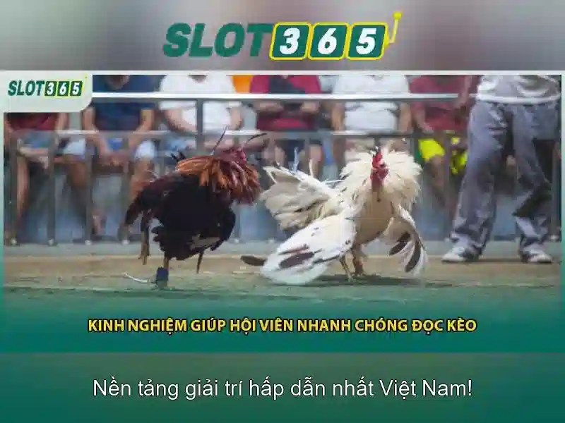 SLOT365 – Trải Nghiệm Cá Cược Đa Dạng Tại Việt Nam | Slot365 Casino | Slot365 Live Casino | Slot365 Sportsbook